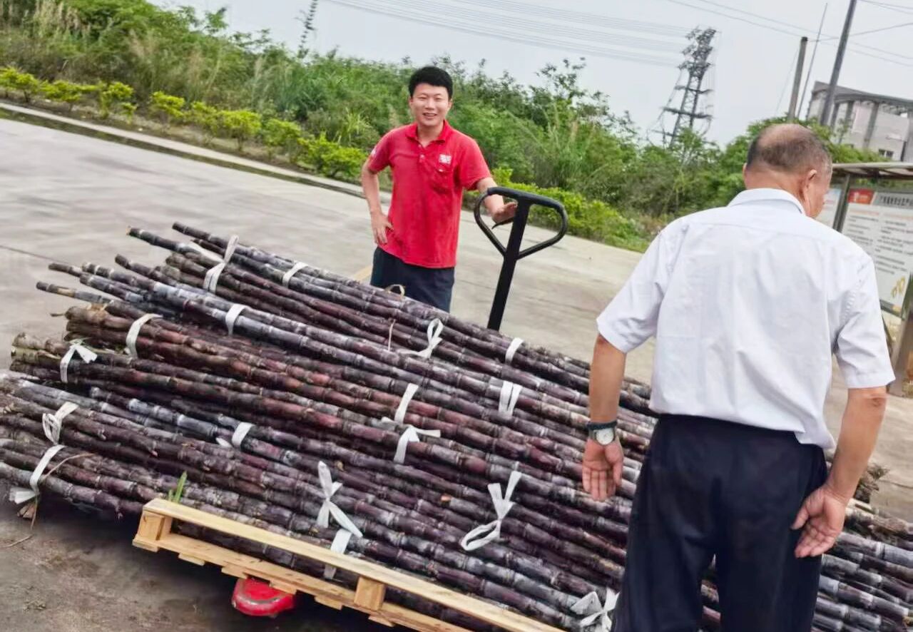 爱心助农,情暖蔗农|卫斯理采购滞销甘蔗 爱心助农,情暖蔗农|卫斯理采购滞销甘蔗