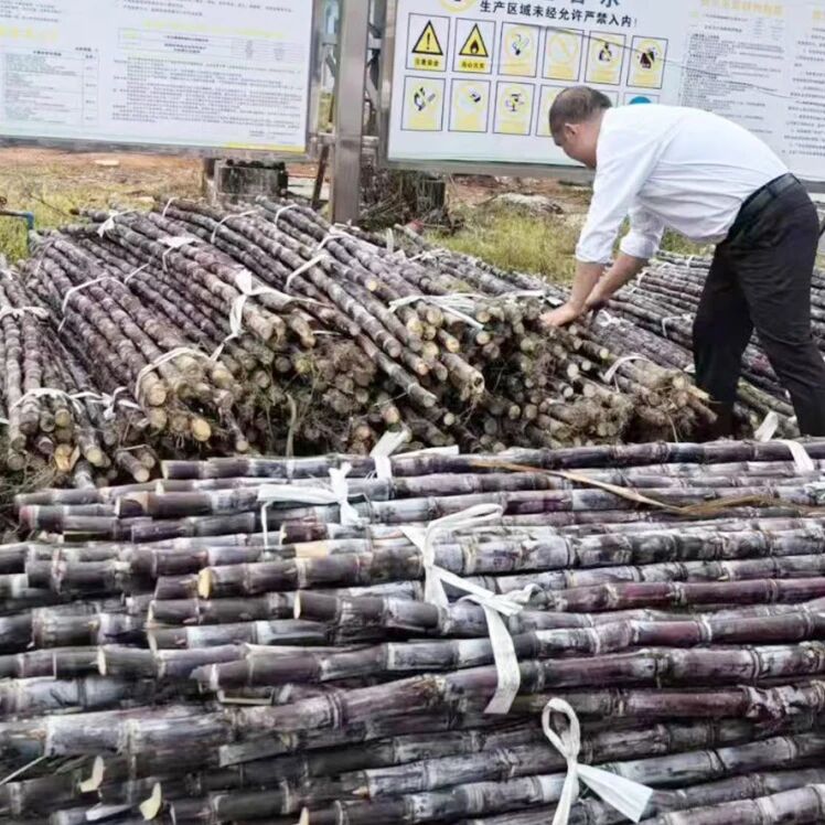 爱心助农,情暖蔗农|卫斯理采购滞销甘蔗 爱心助农,情暖蔗农|卫斯理采购滞销甘蔗