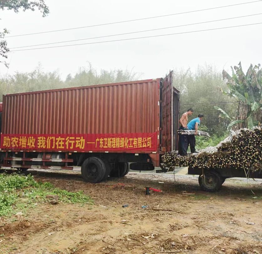 爱心助农,情暖蔗农,卫斯理精化采购滞销甘蔗 爱心助农,情暖蔗农,卫斯理精化采购滞销甘蔗